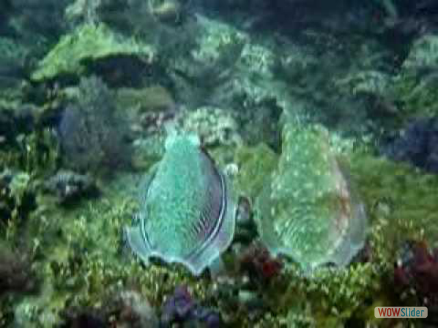seppie - cuttle fishes